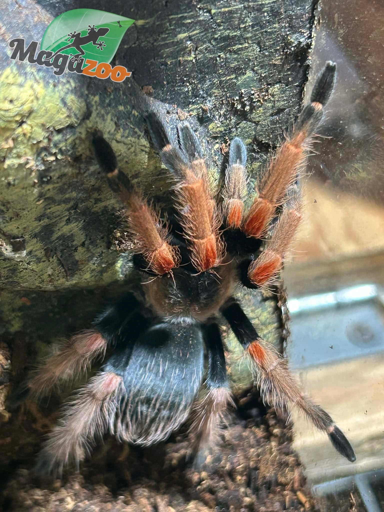 Magazoo Mygale “beauté orange'' mexicaine Femelle 2.5''/Brachypelma baumgarteni