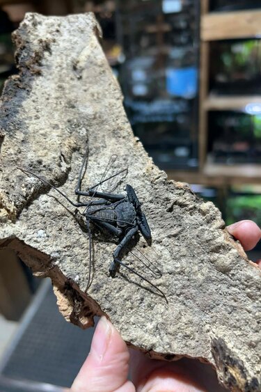 Magazoo Female Tailless whip scorpion (Damon medius) #2