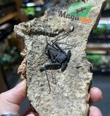 Magazoo Female Tailless whip scorpion (Damon cf medius) #3