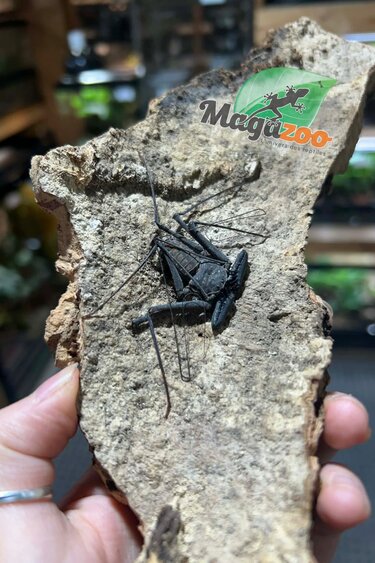 Magazoo Female Tailless whip scorpion (Damon cf medius) #3
