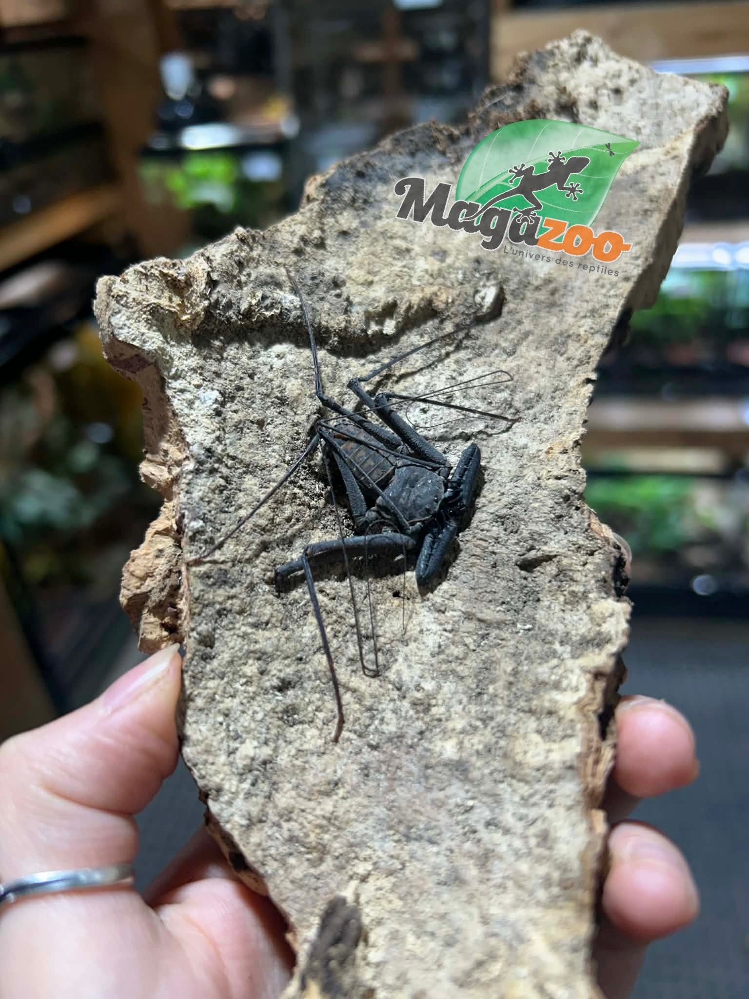 Magazoo Female Tailless whip scorpion (Damon cf medius) #3