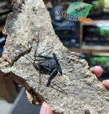 Magazoo Female Tailless whip scorpion (Damon cf medius) #3