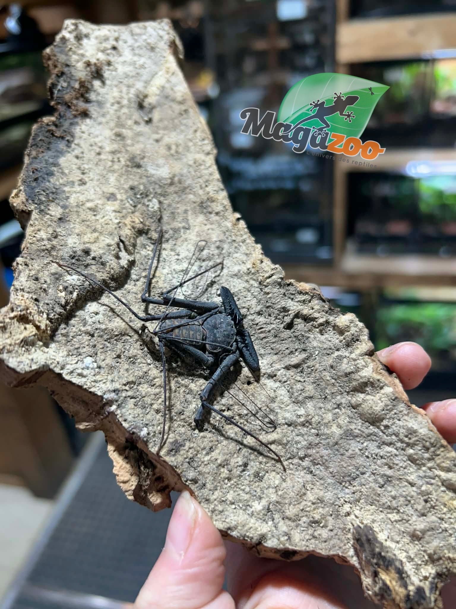 Magazoo Female Tailless whip scorpion (Damon cf medius) #3