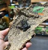 Magazoo Amblypyge africain (Damon cf medius) #3 Femelle