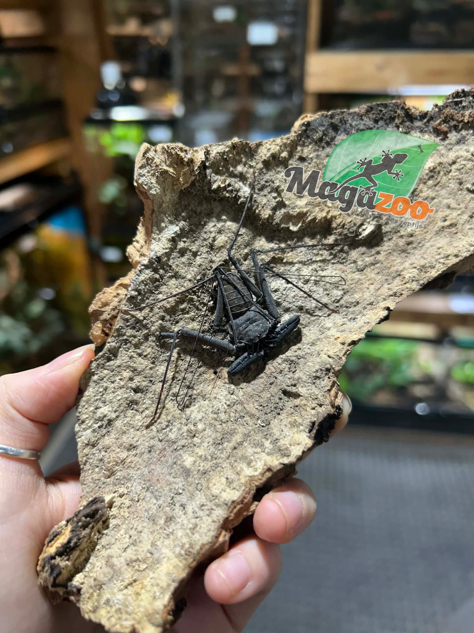 Magazoo Female Tailless whip scorpion (Damon cf medius) #3