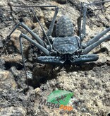 Magazoo Female Tailless whip scorpion (Damon medius) #1