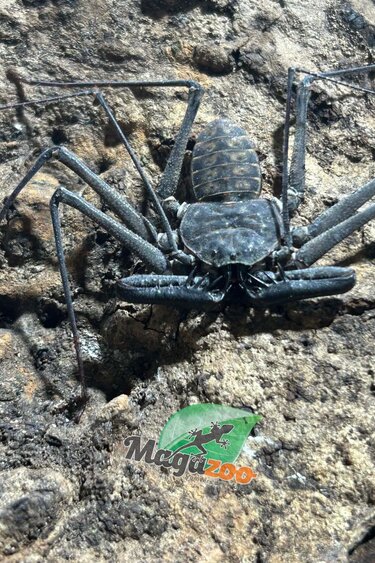Magazoo Female Tailless whip scorpion (Damon medius) #1