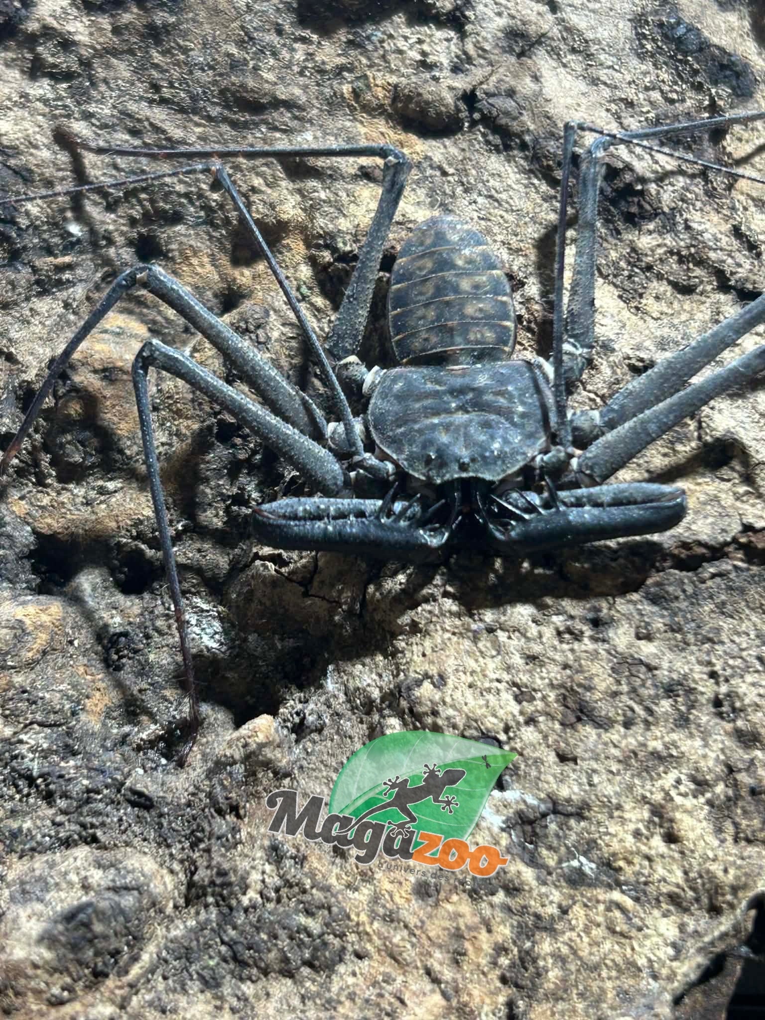 Magazoo Female Tailless whip scorpion (Damon medius) #1