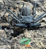 Magazoo Female Tailless whip scorpion (Damon medius) #1