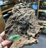 Magazoo Female Tailless whip scorpion (Damon medius) #1