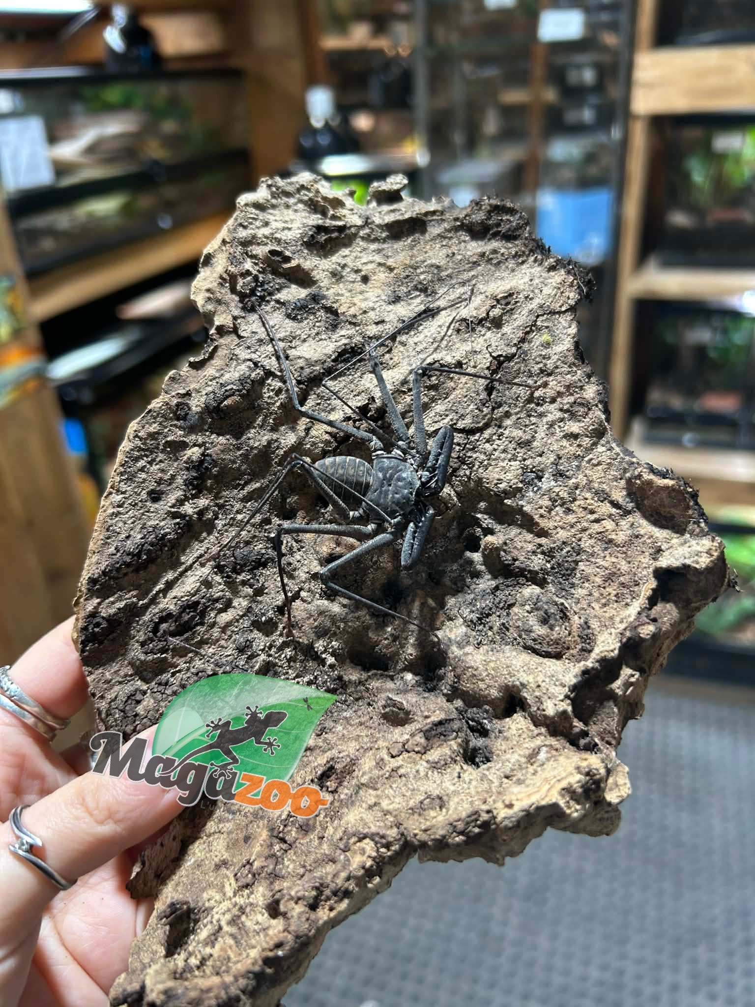 Magazoo Female Tailless whip scorpion (Damon medius) #1