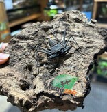 Magazoo Female Tailless whip scorpion (Damon medius) #1