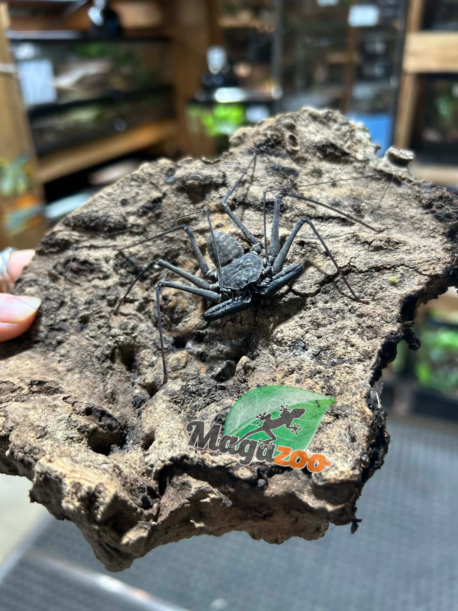 Magazoo Female Tailless whip scorpion (Damon medius) #1