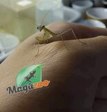 Magazoo Mante religieuse Chinoise (Tenodera sinensis) Bébé