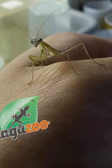 Magazoo Mante religieuse Chinoise (Tenodera sinensis) Bébé