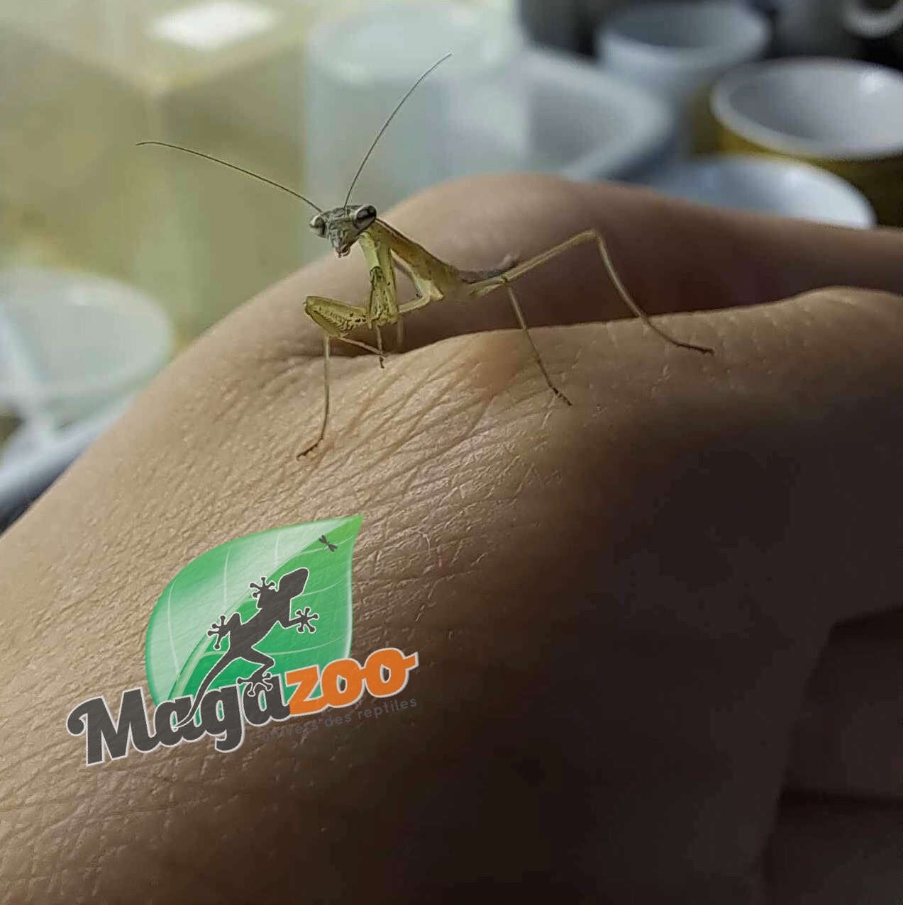 Magazoo Mante religieuse Chinoise (Tenodera sinensis) Bébé