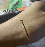 Magazoo Baby Chinese Praying mantis (Tenodera sinensis)