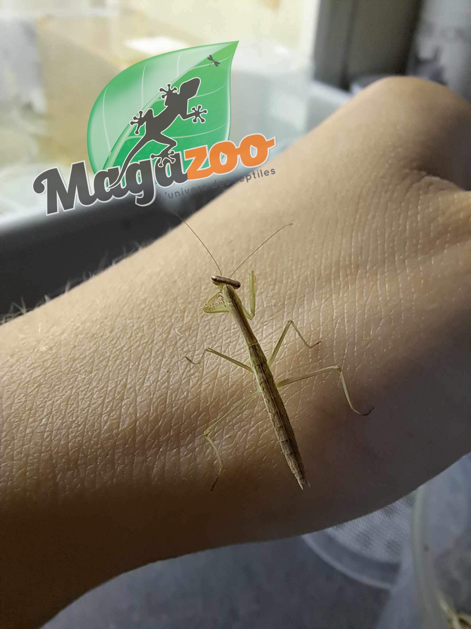 Magazoo Baby Chinese Praying mantis (Tenodera sinensis)
