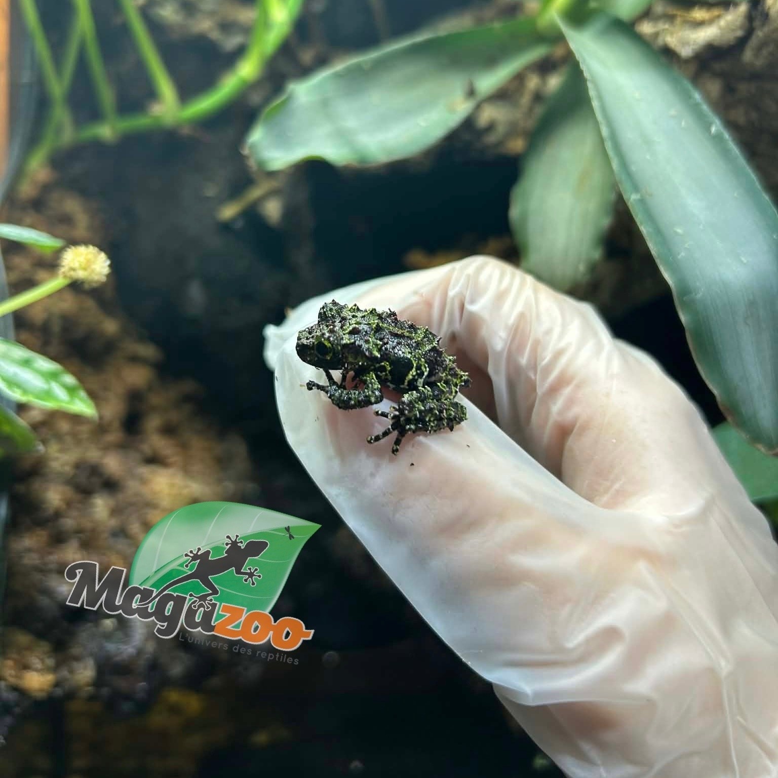 Magazoo Mossy Frog Captive Born