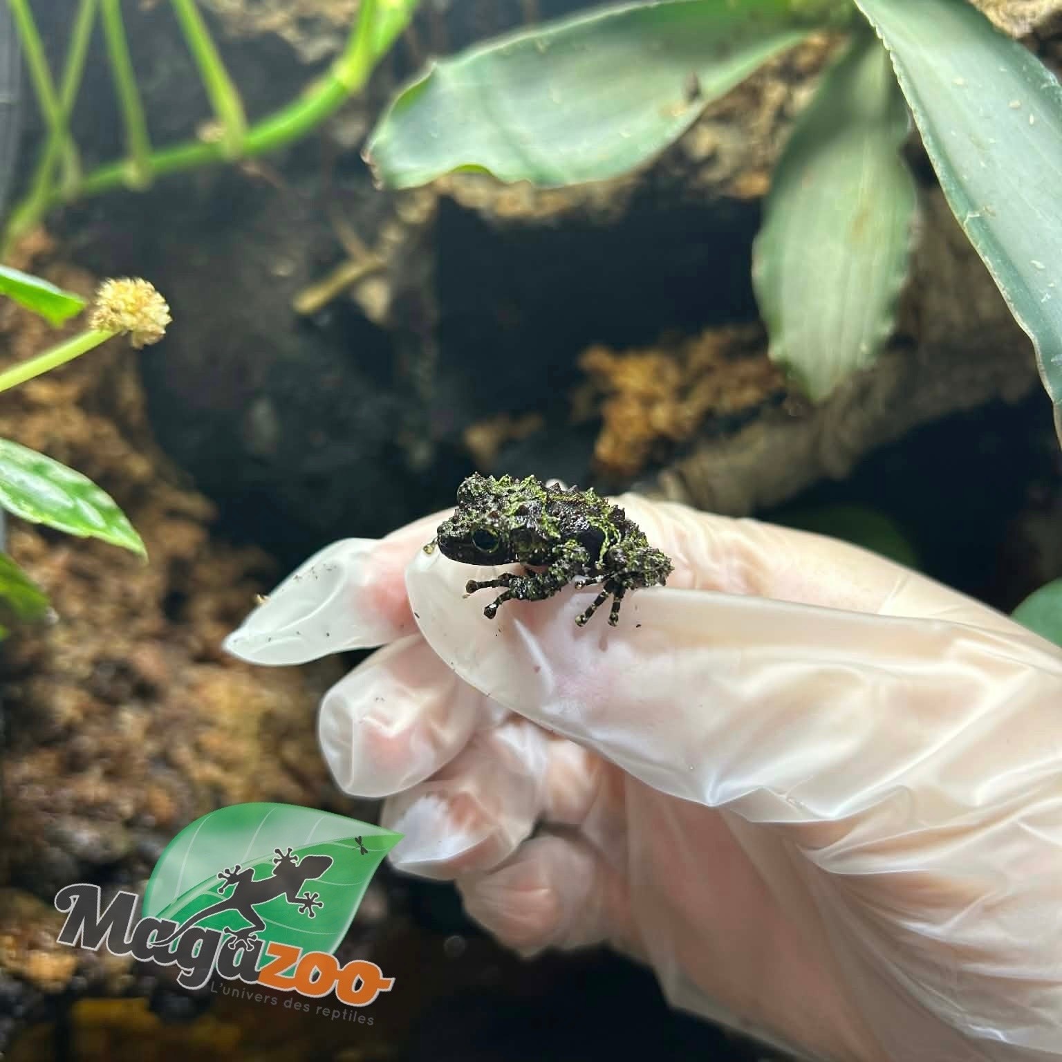 Magazoo Mossy Frog Captive Born