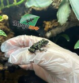 Magazoo Mossy Frog Captive Born