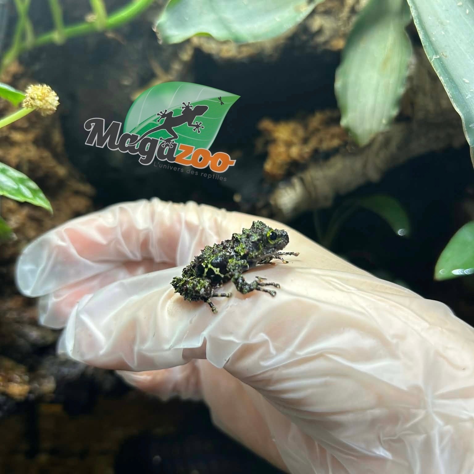 Magazoo Mossy Frog Captive Born