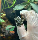 Magazoo Mossy Frog Captive Born