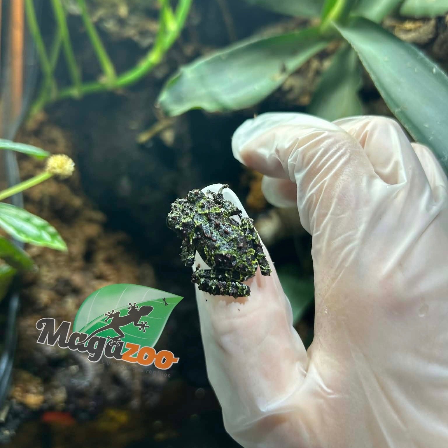 Magazoo Rainette Mousse Naine du Vietnam né en captivité