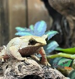 Magazoo Javan horned frog