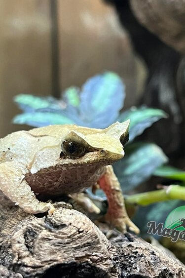 Magazoo Javan horned frog