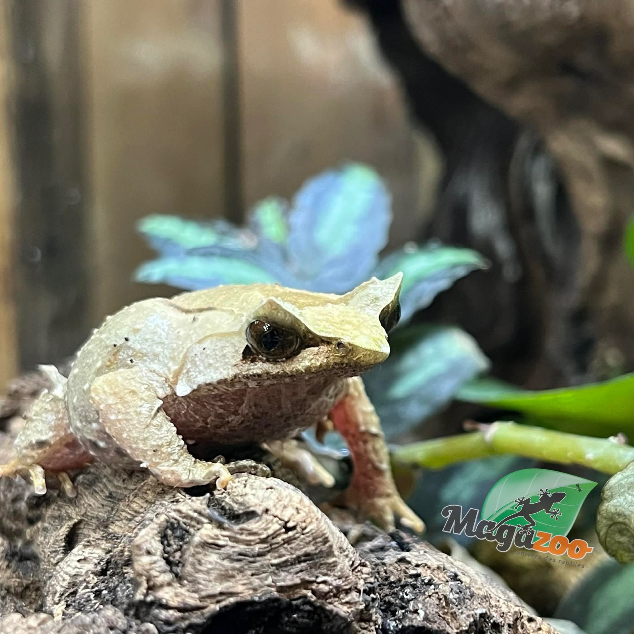 Magazoo Grenouille cornue de Montagne Mâle