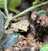 Magazoo Javan horned frog