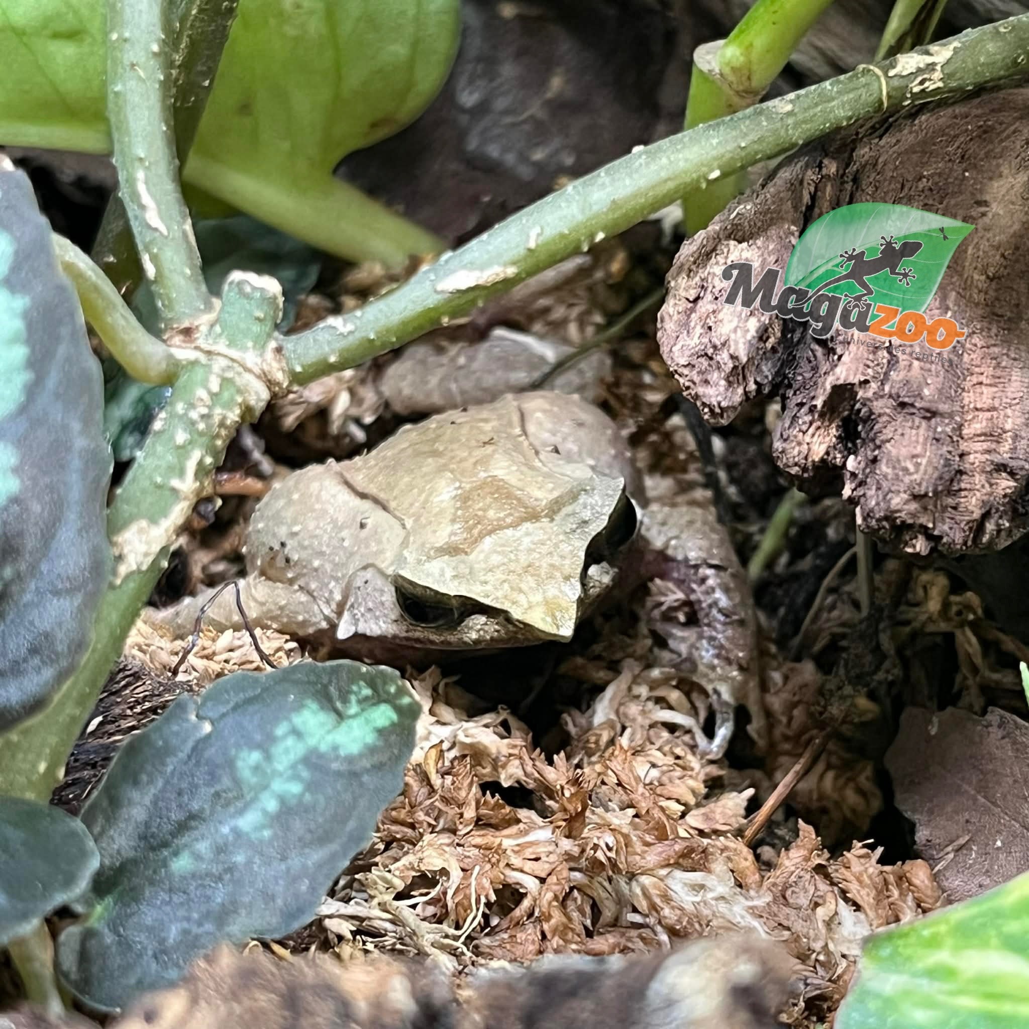 Magazoo Javan horned frog