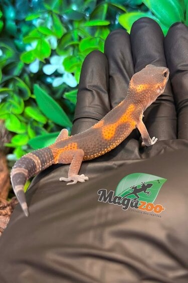 Magazoo Light Mandarin Blacknight Male Leopard Gecko 03/18/26