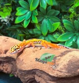 Magazoo Gecko léopard Bold Tangerine mâle 08/02/26