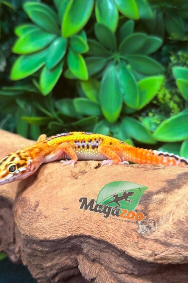 Magazoo Bold Tangerine Male Leopard Gecko 02/08/26