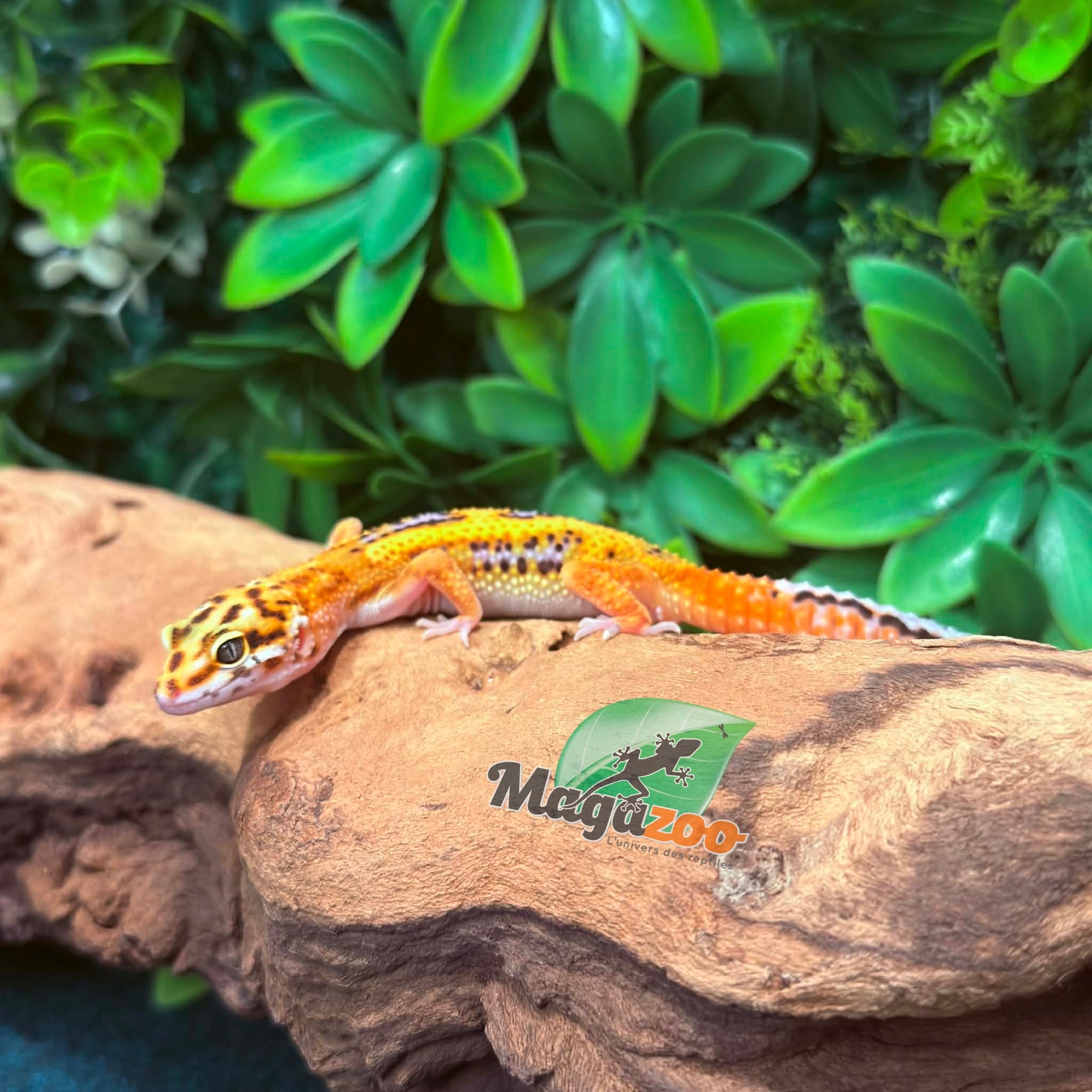Magazoo Gecko léopard Bold Tangerine mâle 08/02/26
