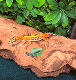Magazoo Bold Tangerine Male Leopard Gecko 02/08/26