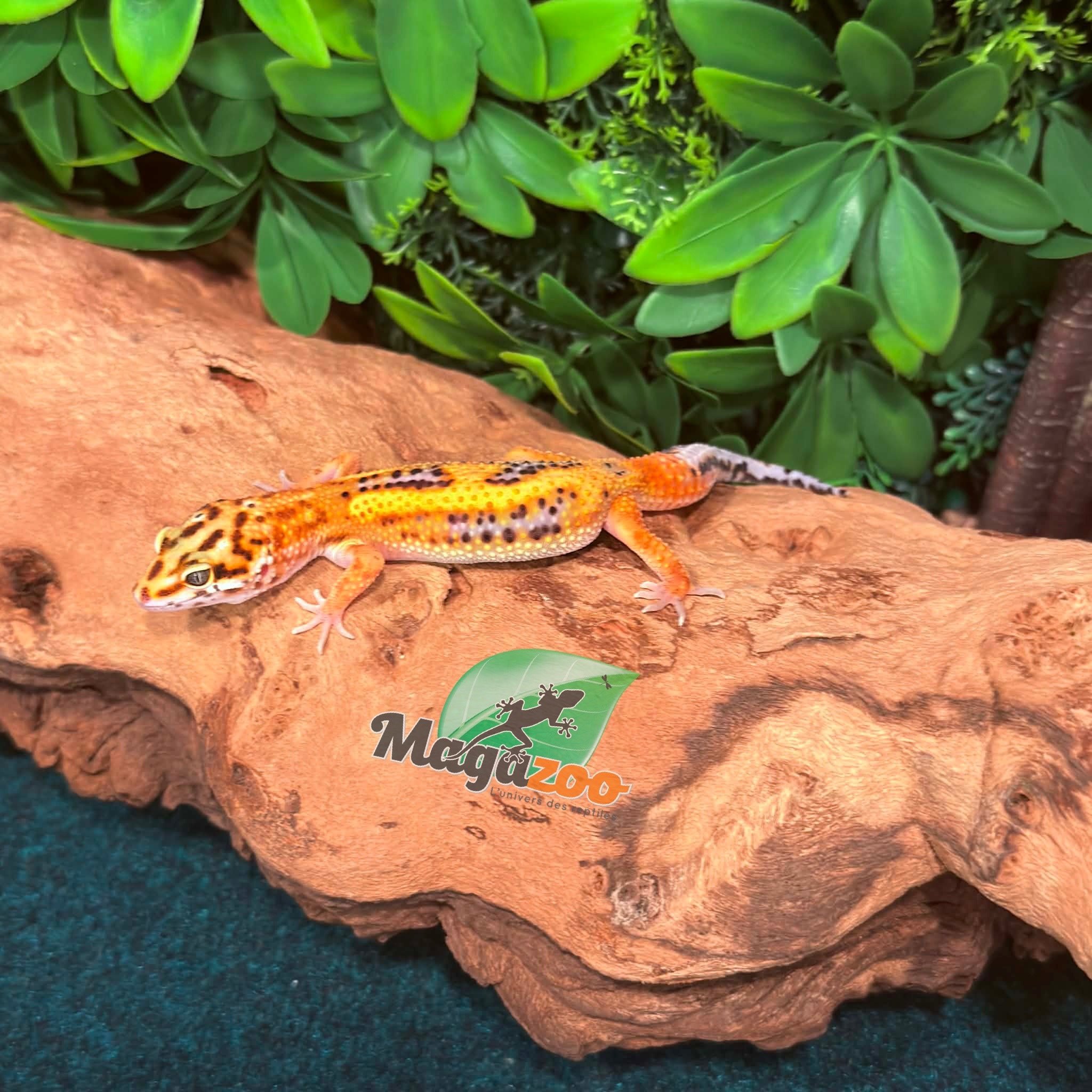 Magazoo Bold Tangerine Male Leopard Gecko 02/08/26
