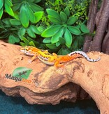 Magazoo Gecko léopard Bold Tangerine mâle 08/02/26