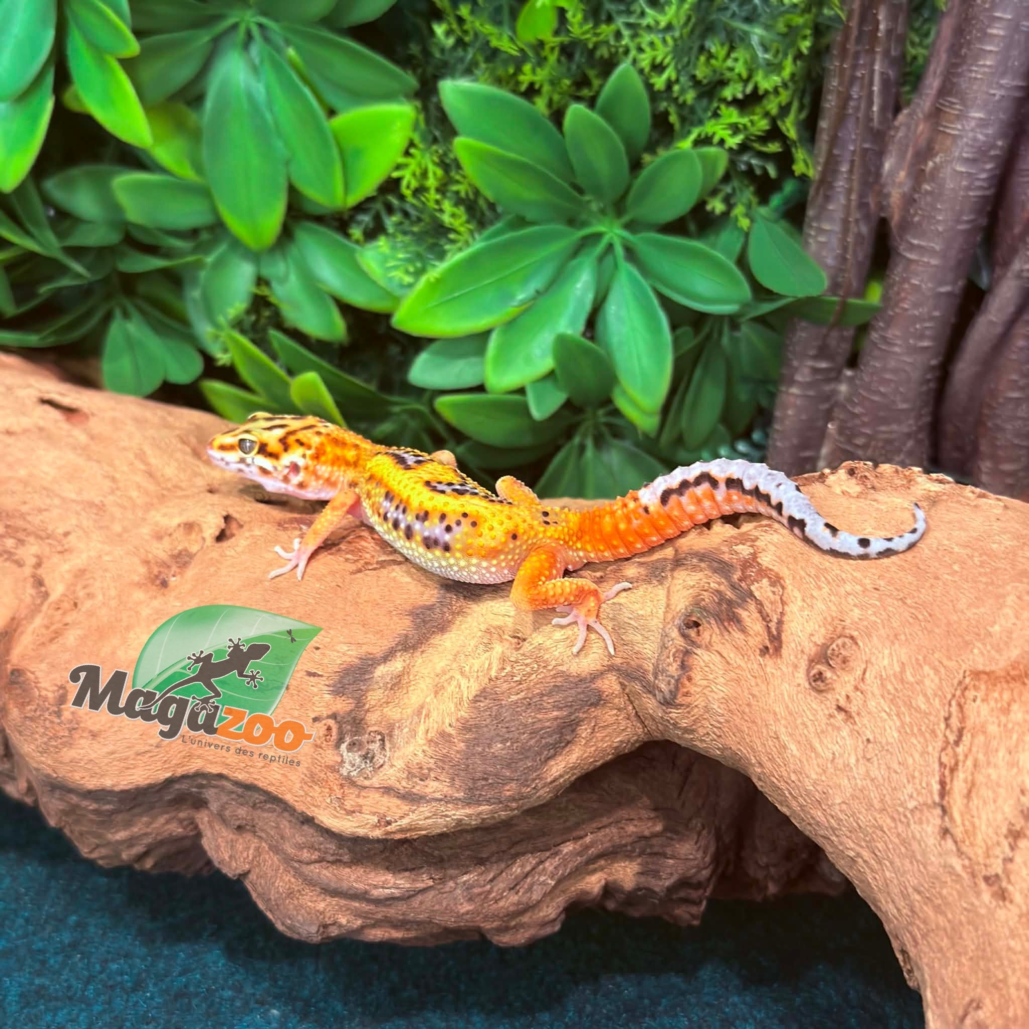 Magazoo Bold Tangerine Male Leopard Gecko 02/08/26