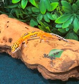Magazoo Gecko léopard Bold Tangerine mâle 08/02/26