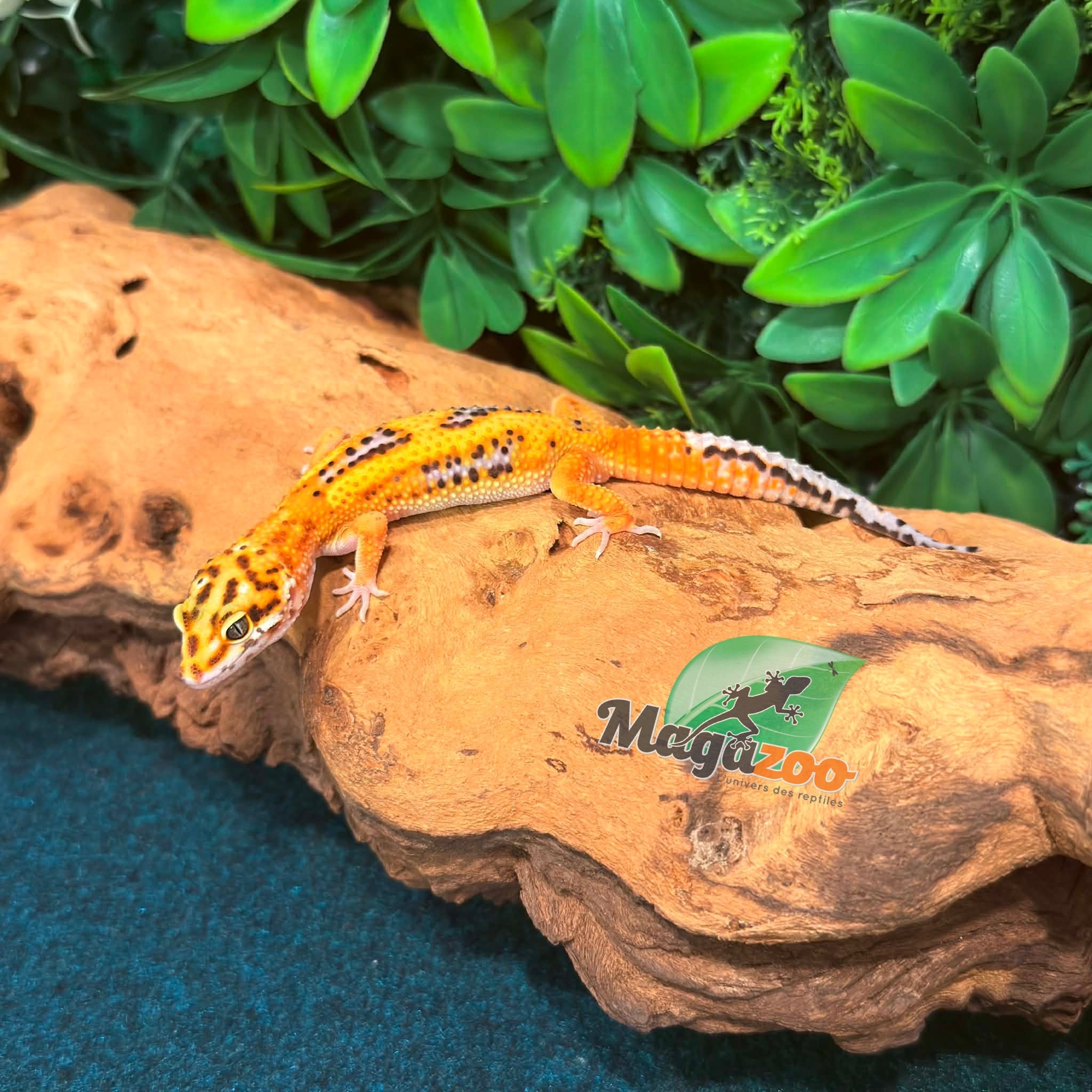 Magazoo Gecko léopard Bold Tangerine mâle 08/02/26