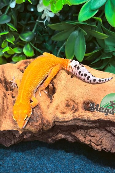 Magazoo Tangerine Rainwater Female Leopard Gecko 12/19/25