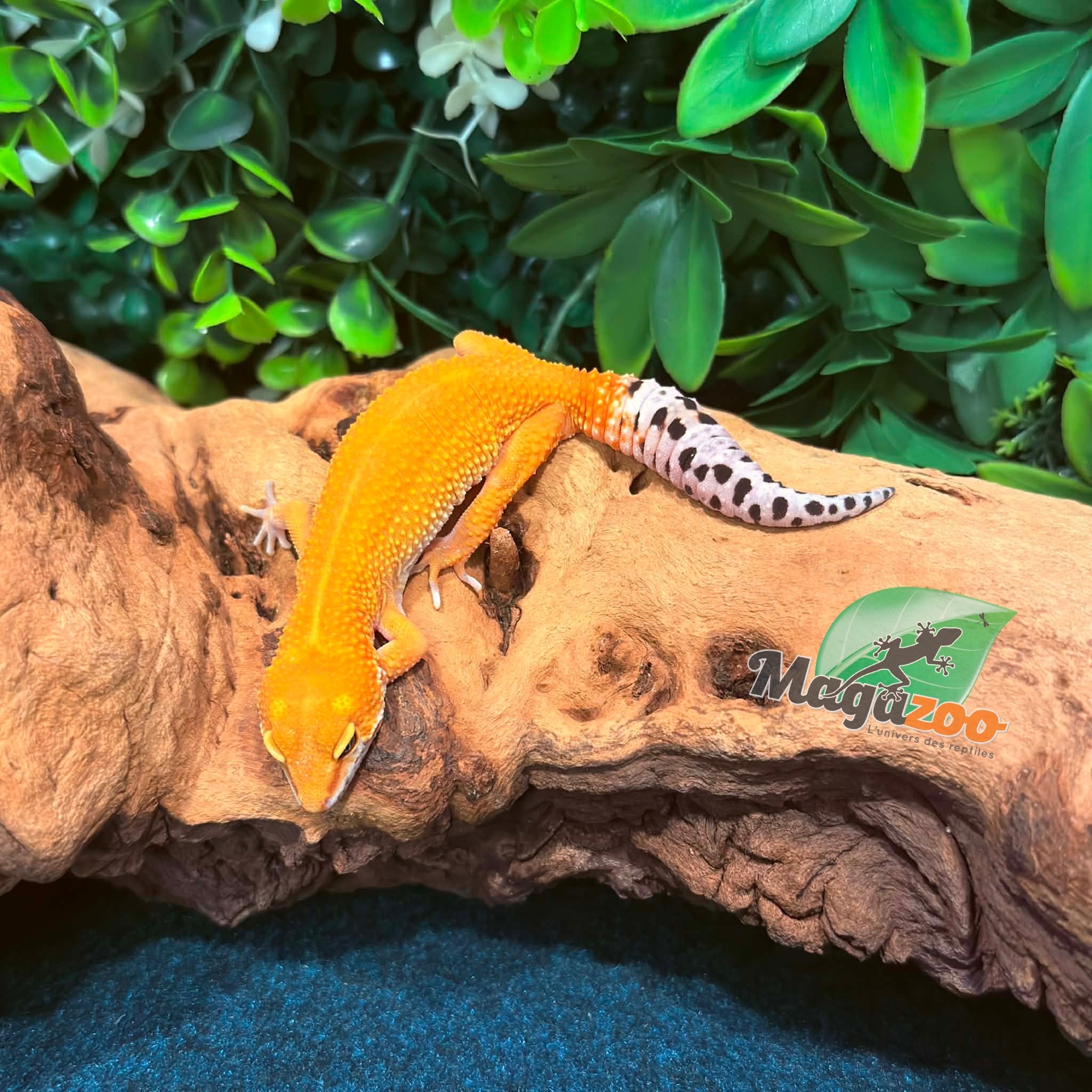 Magazoo Tangerine Rainwater Female Leopard Gecko 12/19/25