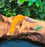 Magazoo Tangerine Rainwater Female Leopard Gecko 12/19/25