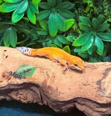 Magazoo Gecko léopard Tangerine Rainwater Femelle 19/12/25