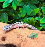 Magazoo Gecko léopard Macksnow femelle 02/03/26