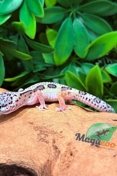 Magazoo Gecko léopard Macksnow femelle 02/03/26