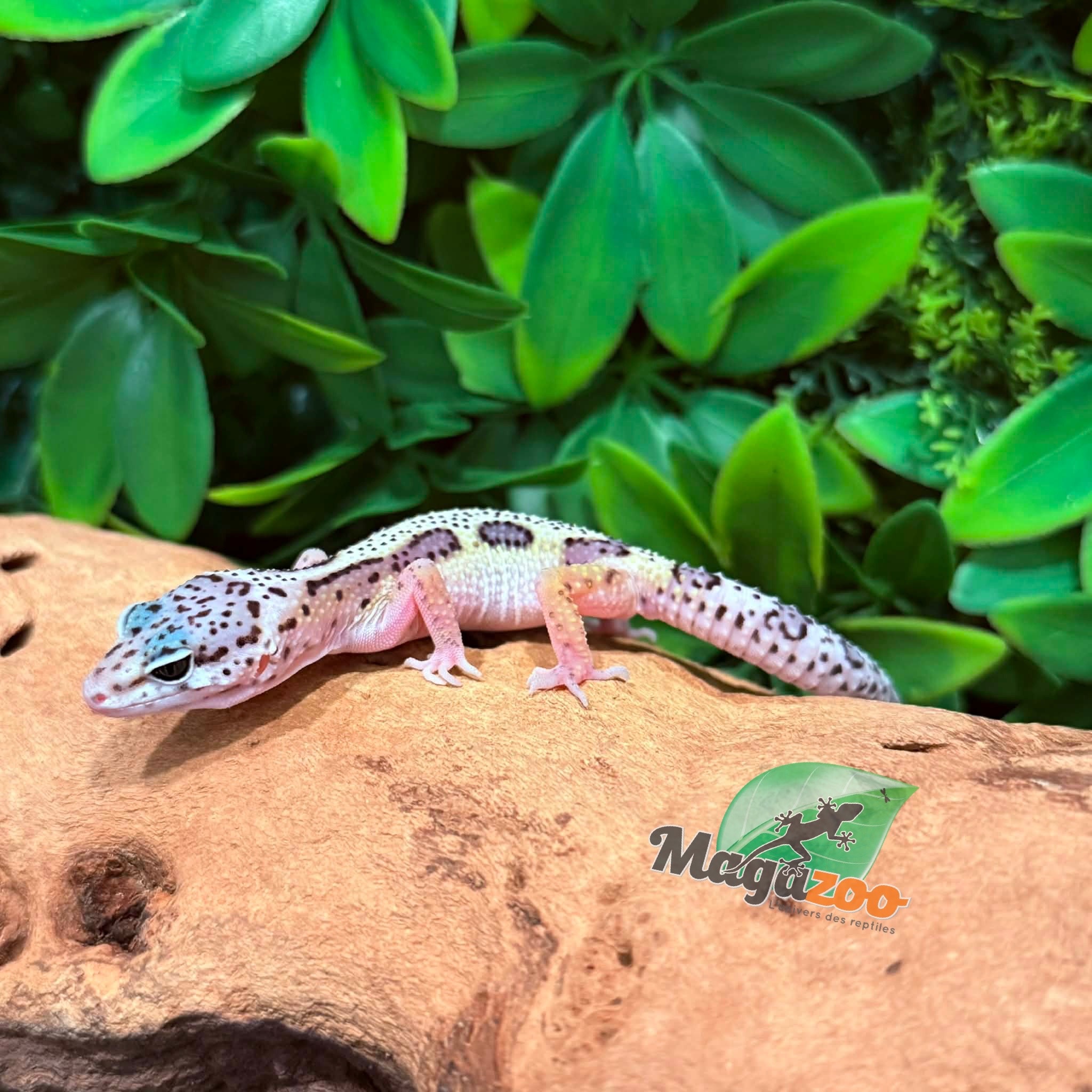 Magazoo Gecko léopard Macksnow femelle 02/03/26